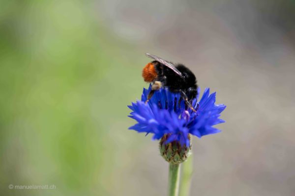 Zeughausgarten, Gartentag, Steinhummel auf Kornblume, 4.7.20, Bild: Manuela Matt 
manuelamatt.ch