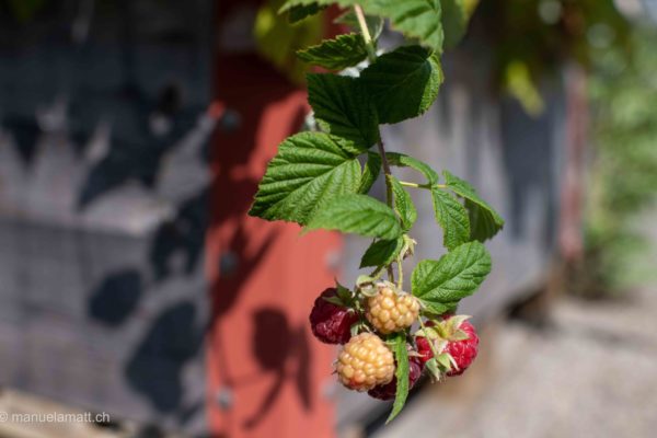 Zeughausgarten, Containerbau, waehrend zwei Tagen wurde Mitte September 2020 der Vereinscontainer umgebaut in ein ueberdimensionales Palett wie die Gemuese- und  Blumenpaletten, 15.9.20, Bild: Manuela Matt